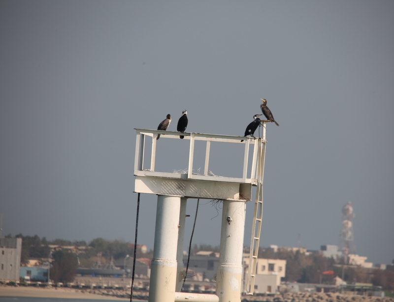 مانور آلودگی دریا 3