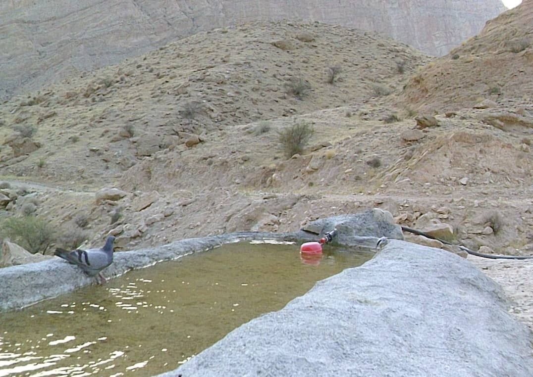 محیط زیست+ جانوران + گیاهان+ پارس جنوبی+ پایانه های نفتی ایران 4