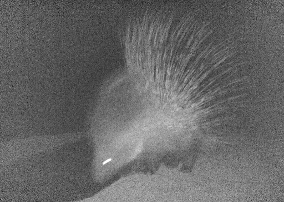 محیط زیست+ جانوران + گیاهان+ پارس جنوبی+ پایانه های نفتی ایران 8