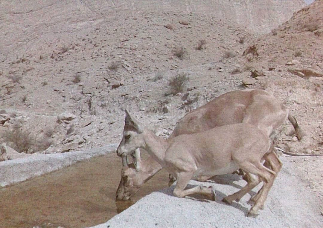 محیط زیست+ جانوران + گیاهان+ پارس جنوبی+ پایانه های نفتی ایران 10